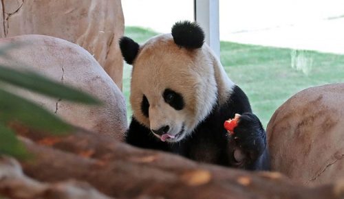 piala dunia panda china - Ekings